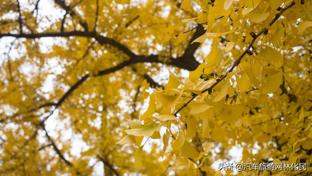 临沂深秋“色彩地图”来啦！带你欣赏“醉美”深秋